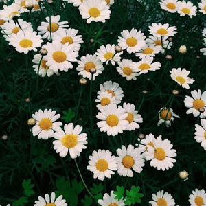 Meet your Posher, Lillian